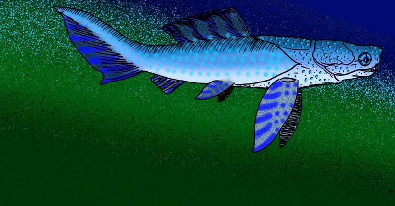 Simosteus tuberculatus