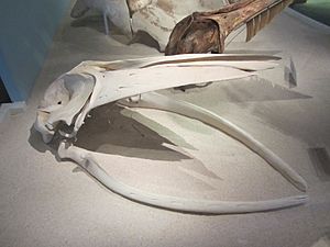 Skull of Omura's whale.JPG