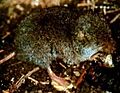 SmokyShrew23