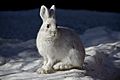 Snowshoe Hare (6187109754)