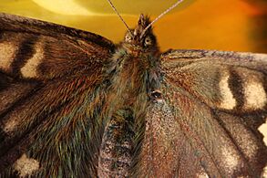 Speckled wood (Pararge aegeria) female 3 head