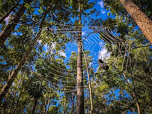 Spiders web art, Maroochy Bushland Botanical Gardens, 2018