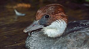 Spinus-smew-2014-11-n019832-w