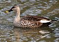 Spot-billed Duck (Anas poecilorhyncha) in Hyderabad W2 IMG 8867