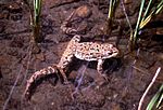 Spotted-frog-yellowstone-16173