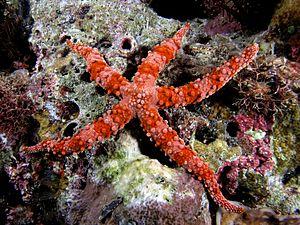 Starfish red komodo