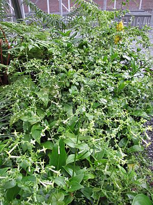 Starr-110502-5334-Kadua laxiflora-flowering habit in greenhouse-Olinda Rare Plant Nursery-Maui.jpg