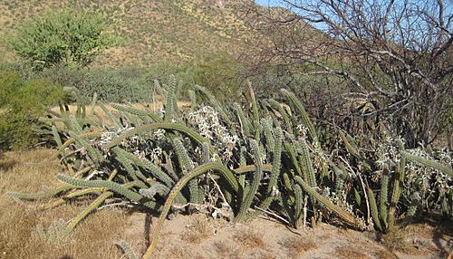 Stenocereus alamosensis Sonora