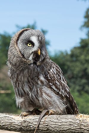 Strix nebulosa (Chouette lapone) - 393