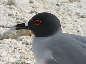 Swallow-tailed Gull (Creagrus furcatus) -side upper body
