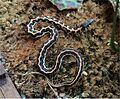 Thamnophis cyrtopsis ocellatus