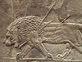The Royal lion hunt reliefs from the Assyrian palace at Nineveh, a dying male lion, about 645-635 BC, British Museum (12254756385)