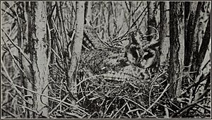 The common hawks and owls of California from the standpoint of the rancher (1922) (14563406738)