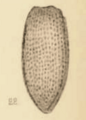 Trox oustaleti Scudder 1890 pl2 Fig22