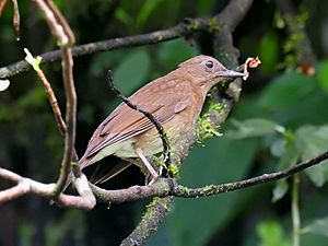 Turdus obsoletus.jpg