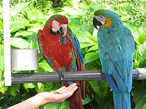 Two different macaws -Jungle Island -Miami-6a