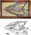 Tylosaurus proriger skull (CMN 8162)