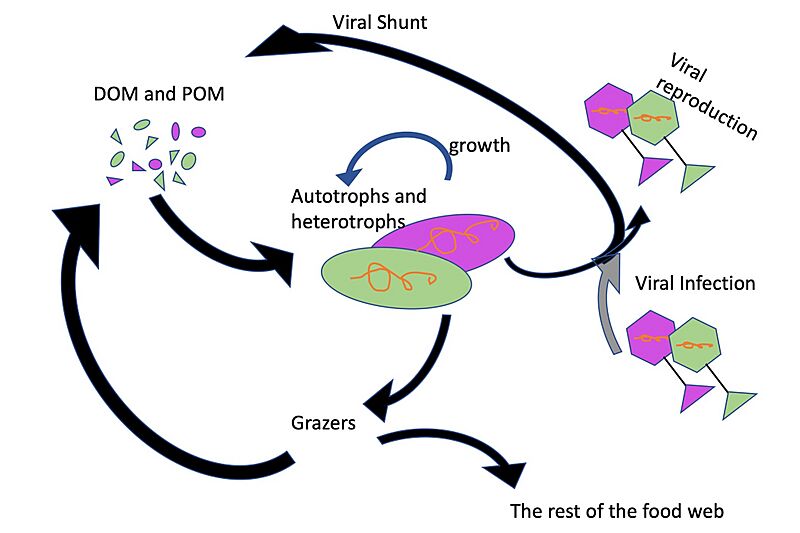 Viral shunt