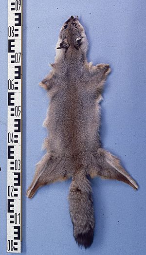 Vulpes bengalensis fur skin