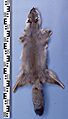 Vulpes bengalensis fur skin