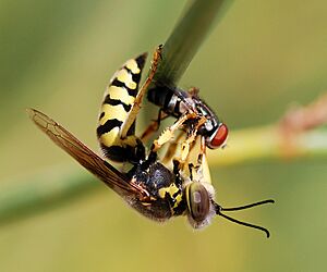 Wasp August 2007-23