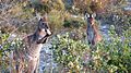 Western grey kangaroos, William Bay NP