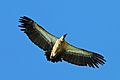 White-backed vulture (Gyps africanus) sub adult in flight