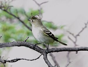 White-crested Elaenia (Elaenia albiceps) (15934867376).jpg