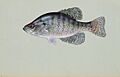 White crappie