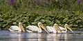 White pelicans (Pelecanus onocrotalus) Danube delta