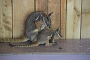 Female rock wallaby with young
