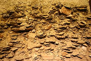 Yorktown Formation - River Bank with Fossil Layers (3664217074)