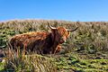 01 Highland cattle in Trotternish by Romaniviatores