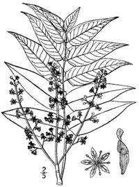 Ailanthus altissima drawing