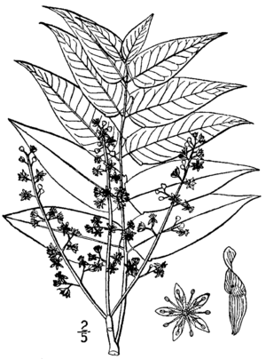 Ailanthus altissima drawing