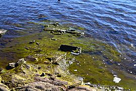 Algae at Hawley Lake