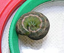 Anarta trifolii larva