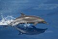 Anim1018 - Flickr - NOAA Photo Library