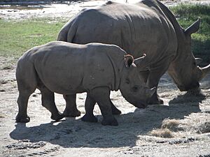Animal Kingdom 265659