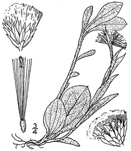 Antennaria plantaginifolia (L.) Richardson woman's tobaccof