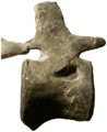 Apatosaurus caudal vertebra pneumatic fossa
