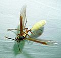 Apoica pallens ? Nocturnal Paper Wasp. (7420612738)