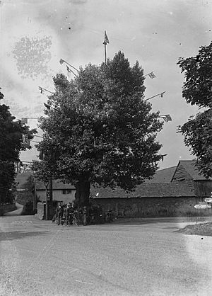 Arbour tree, Aston on Clun (1293722)