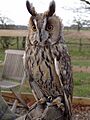 Asio otus -Battlefield Falconry Centre, Shrewsbury, Shropshire, England-8a