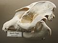 Bairds Tapir Skull