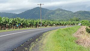 Banana farming along Woopen Creek Road, Woopen Creek, 2018
