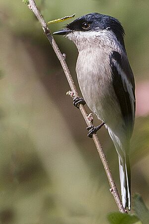 Bar-winged Flycatcher Shrike Sattal Uttarakhand India 01.02.2015.jpg