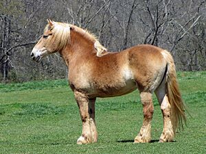 Belgian draft horse2 (cropped)
