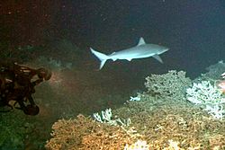 Bignose shark