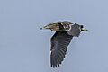 Black-crowned night heron (Nycticorax nycticorax) juvenile in flight